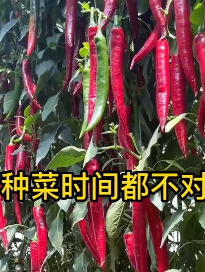 种菜时间都不对,忙活都白费,记住这个顺口溜,让你种出好蔬菜!