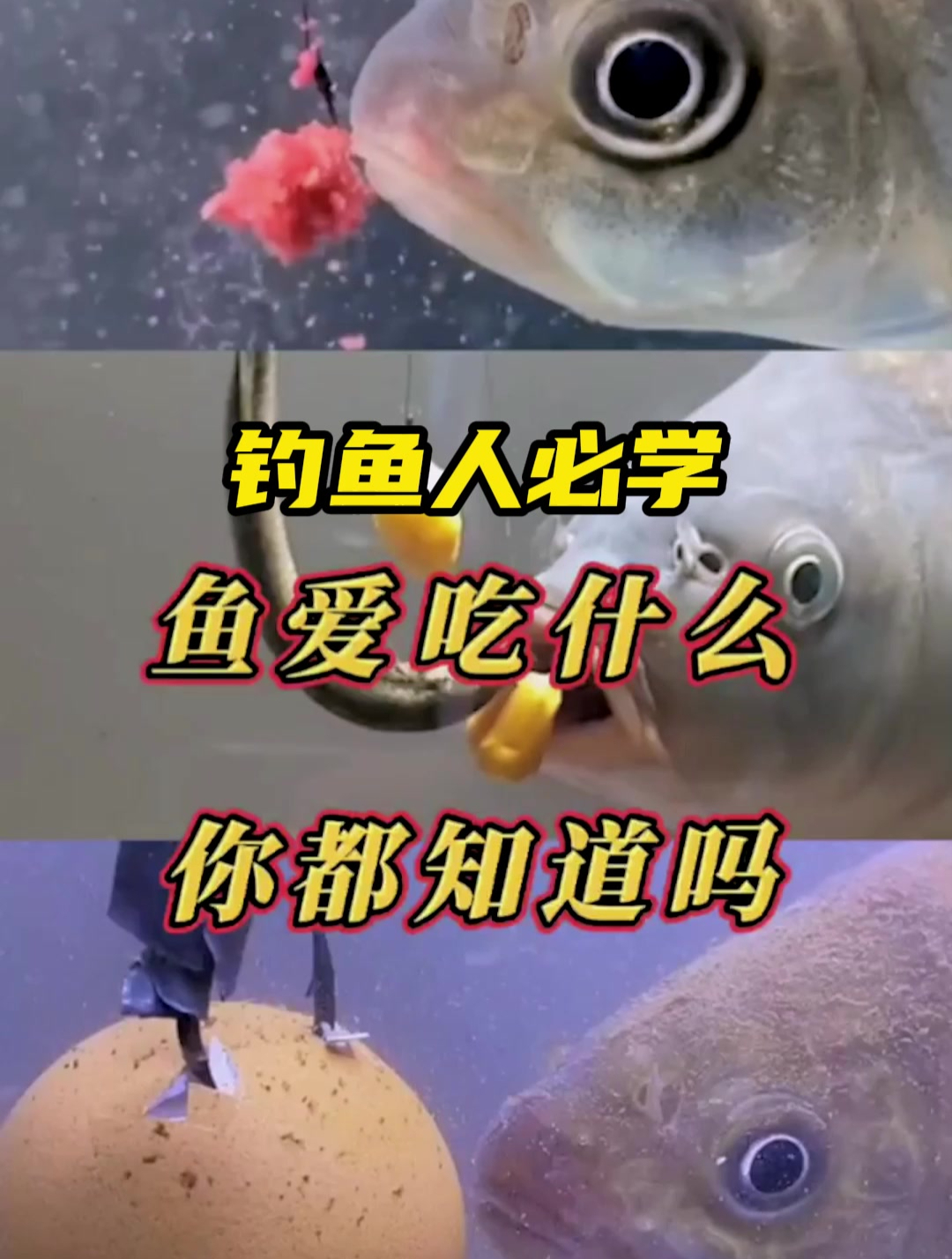你知道鱼都爱吃什么吗?这个视频教你学会如何辨别!
