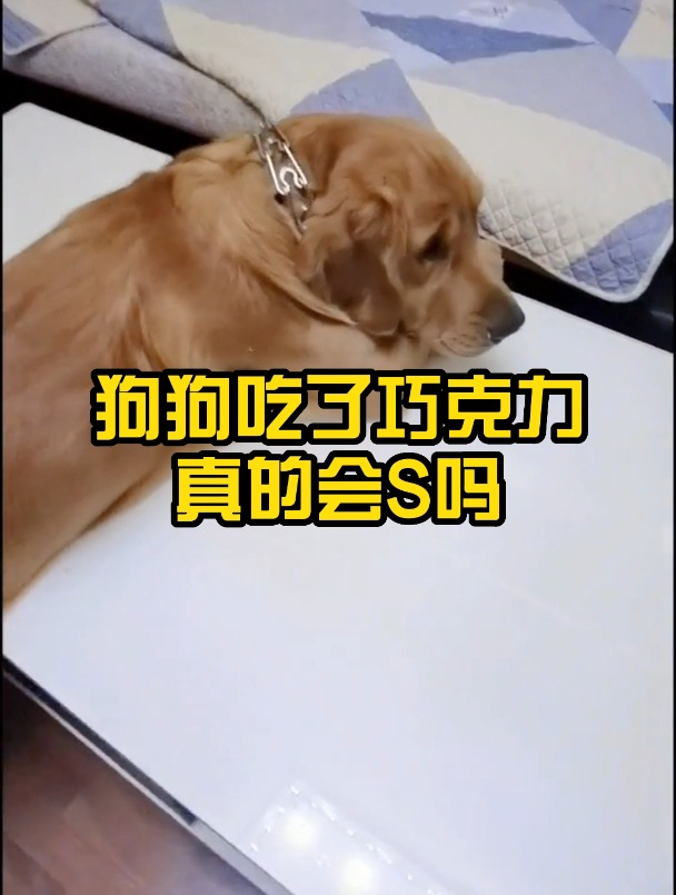 狗狗吃了巧克力真的会死吗?