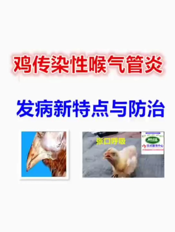 禽医老葛讲鸡传染性喉气管炎的发病新特点与防治