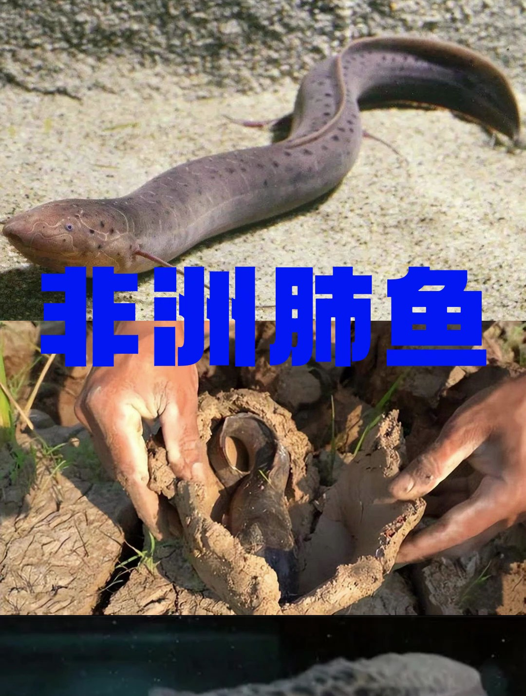 非洲肺鱼,鱼类的老祖宗