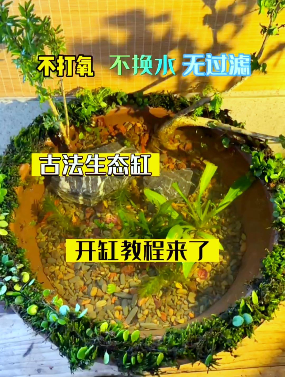 如何低成本古法养鱼?超级治愈的开缸教程来了!