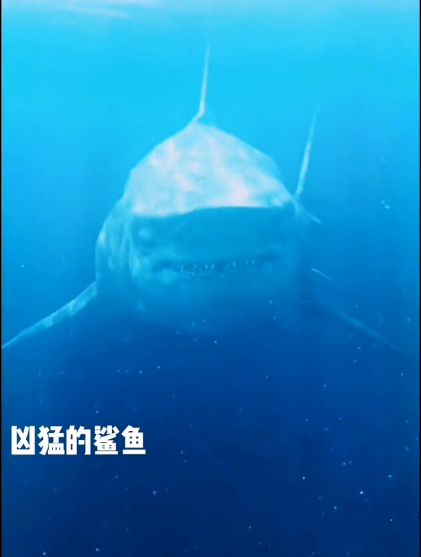 海底世界凶猛的大鲨鱼