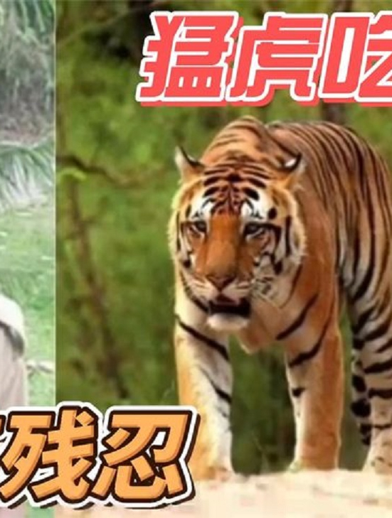 真实事件老虎咬人吃人当两脚兽遇到猛兽是如此不堪一击3