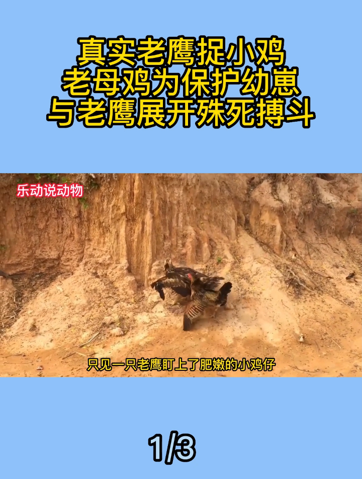 真实老鹰捉小鸡,老母鸡为保护幼崽,与老鹰展开殊死搏斗1