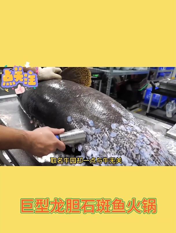 巨型龙胆石斑鱼火锅