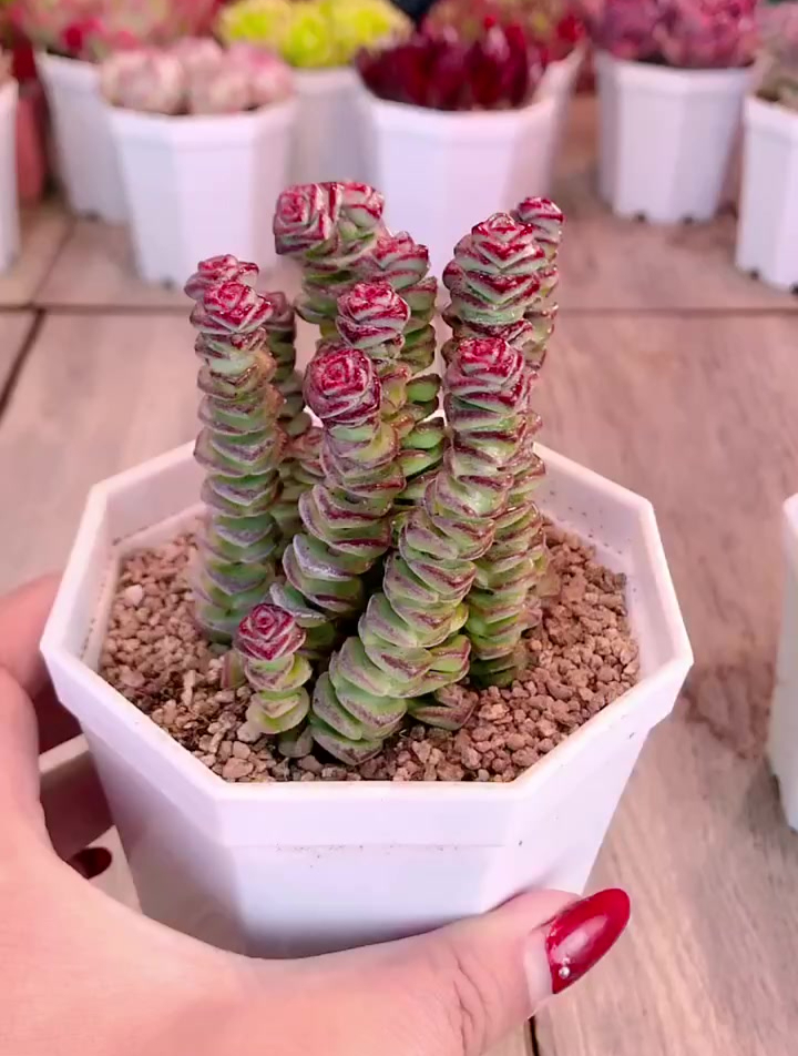 多肉植物养护小常识