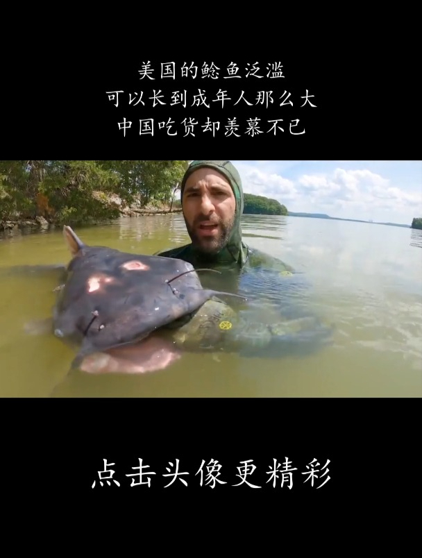 美国的鲶鱼泛滥,可以长到成年人那么大,中国吃货却羡慕不已