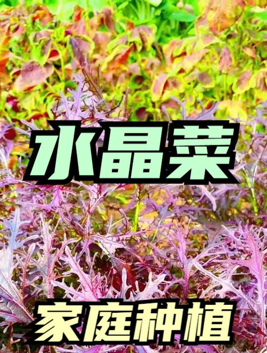 王大爷就是吃了这个“水晶菜”,从村头到村尾跑了几百个来回!