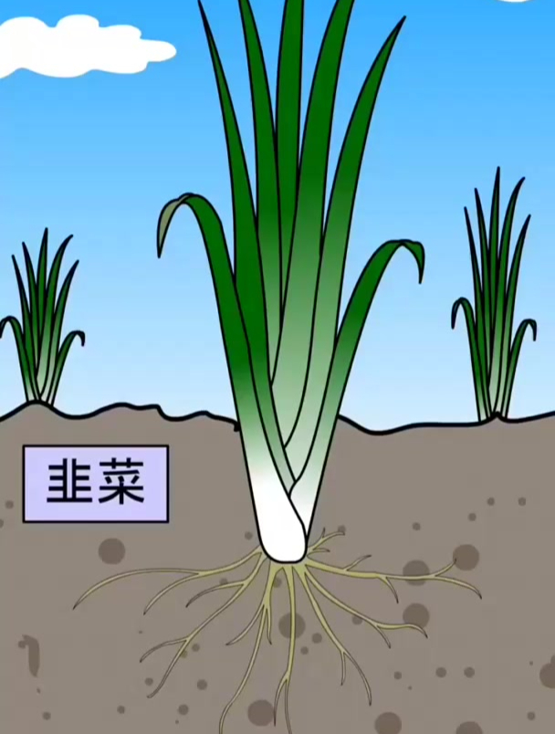 韭菜和韭黄的区别