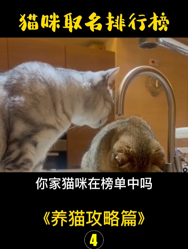 2022年猫咪取名榜,猫咪取名大全