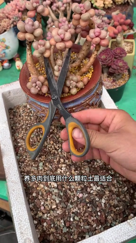 多肉植物怎么养,干活分享!