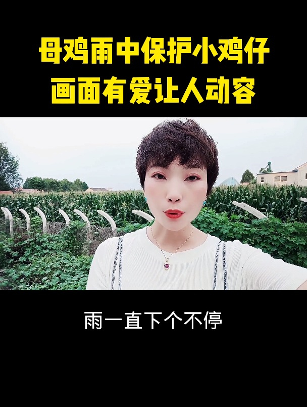 母鸡雨中保护小鸡仔画面有爱让人动容