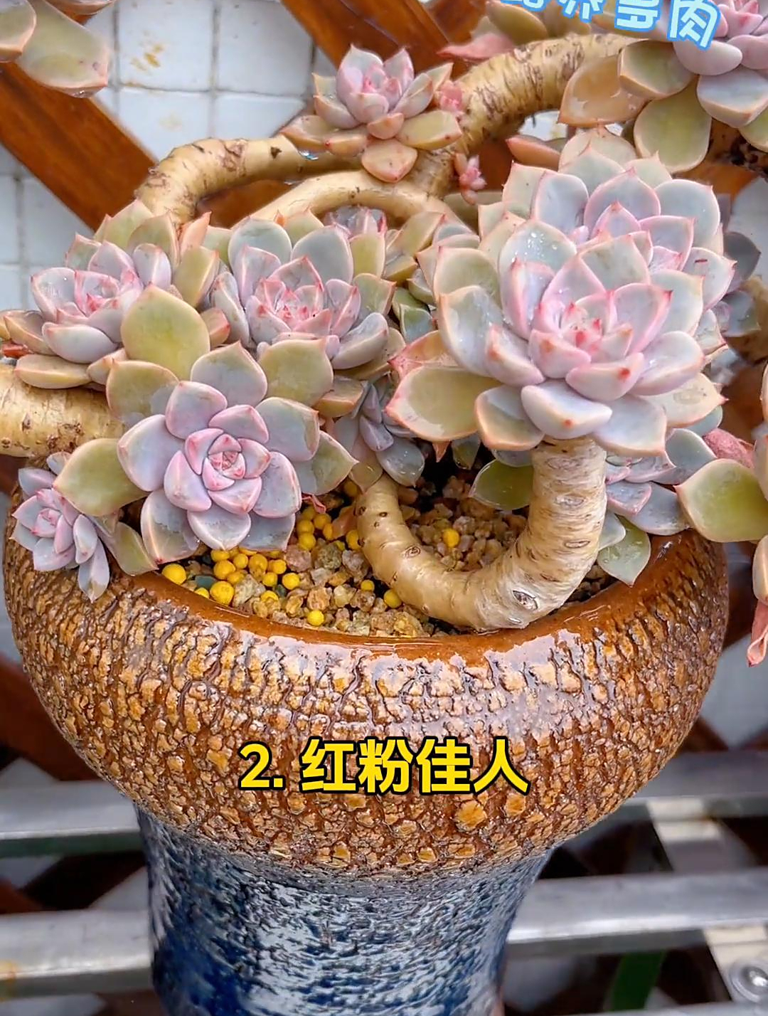 多肉植物品种图鉴