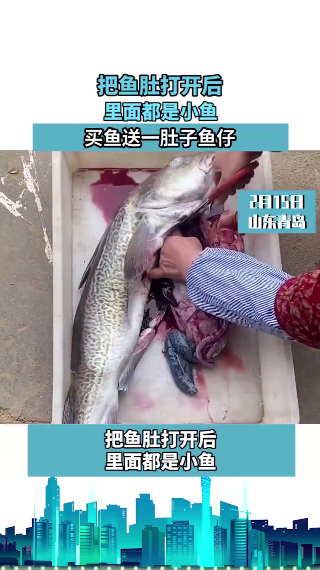 把鱼肚打开后,里面都是小鱼。买鱼送一肚子鱼仔!