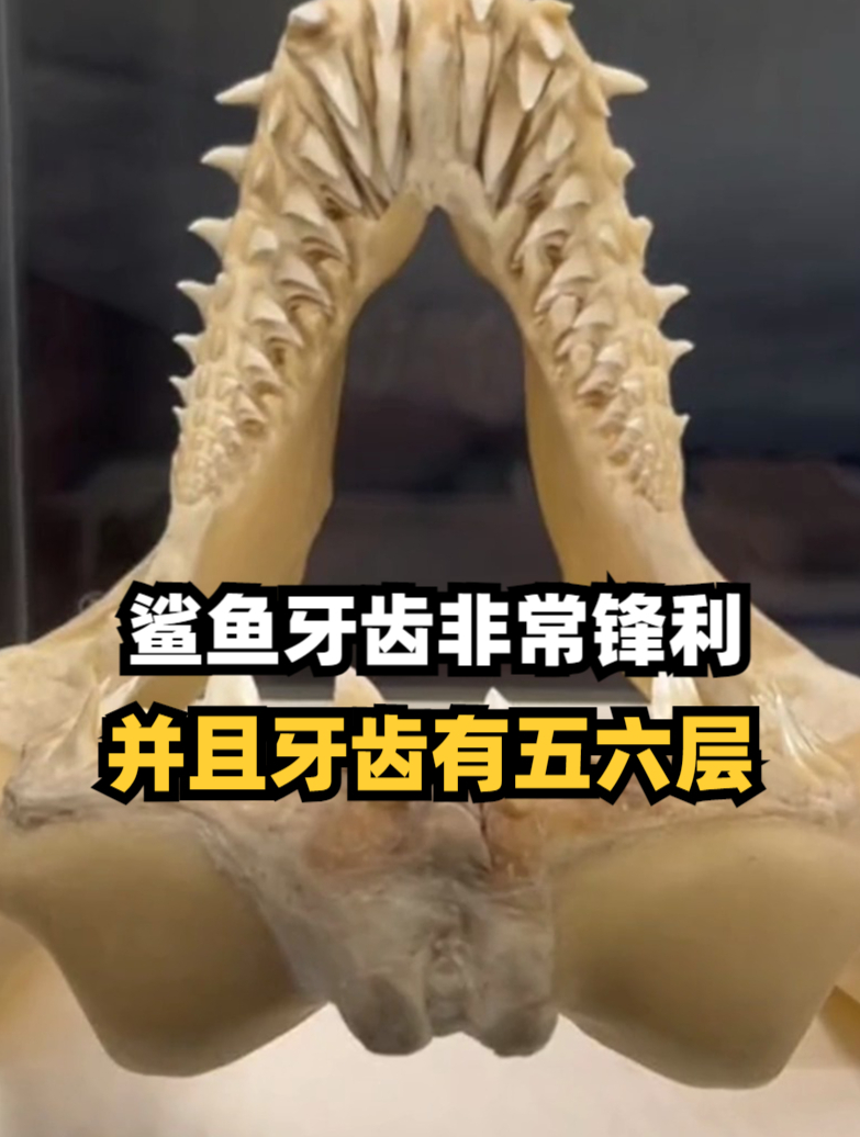 鲨鱼牙齿非常锋利,并且牙齿有五六层