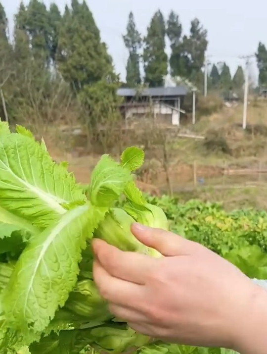 有的人叫它大头菜,其实它真名叫“儿菜”,营养丰富!