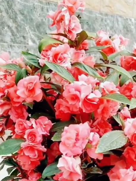 它就是凤仙花也叫指甲花,撒下种子几天就会发芽,好种植易管理