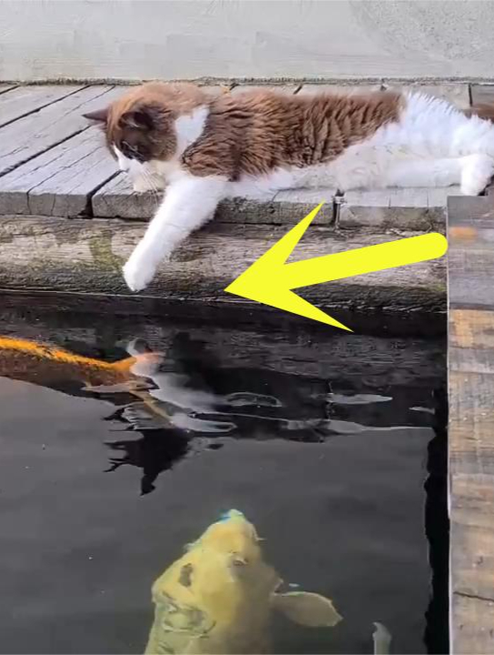 猫咪蹲在河边抓鱼,一抓一个准,网友:这是练过?