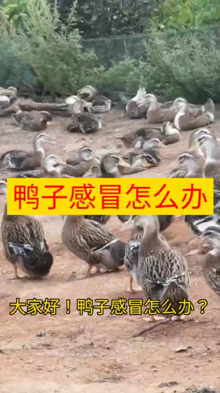 鸭感冒发烧用什么 鸭子感冒了吃什么 鸭子感冒是什么引起的 鸭苗感冒有哪些症状