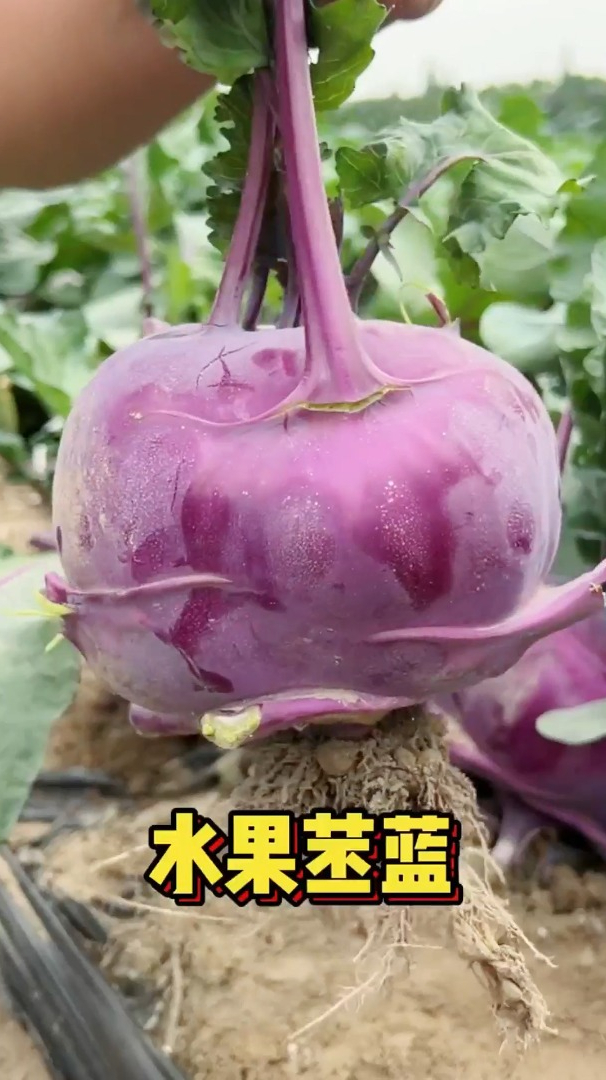 高钙根茎甘蓝,学名叫“苤蓝”,凉拌下火锅,炒肉片特别好吃!