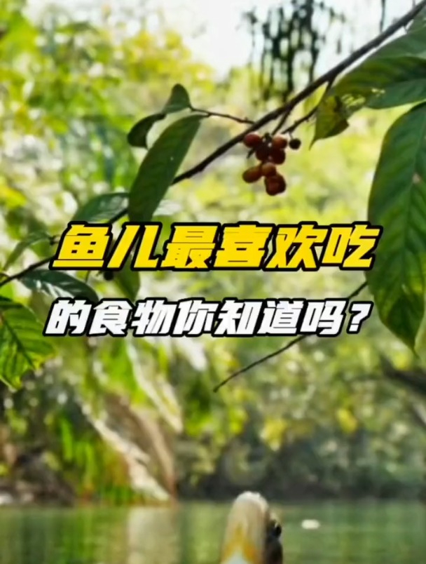 鳊鱼爱桑葚,青鱼贪螺蛳,那鲫鱼草鱼鲤鱼喜欢吃什么东西?