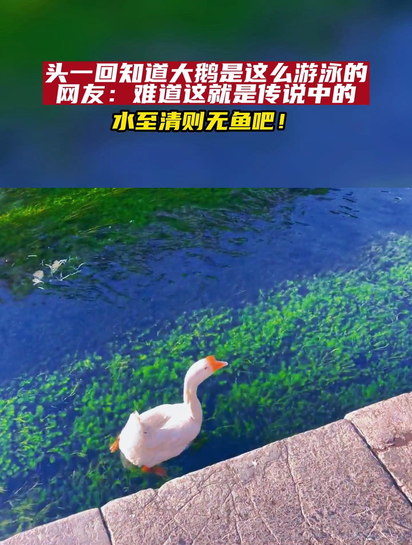 头一回知道大鹅是这么游泳的,网友:难道这就是水至清则无鱼?