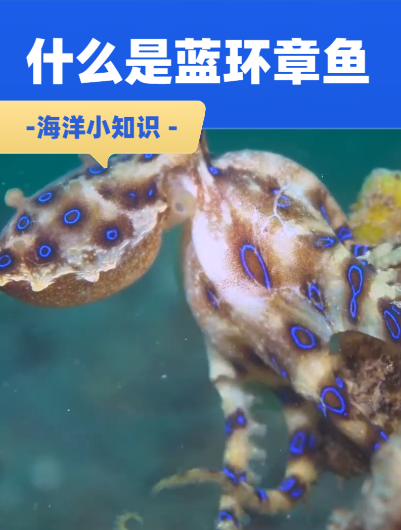 什么是蓝环章鱼?它为什么不能吃?
