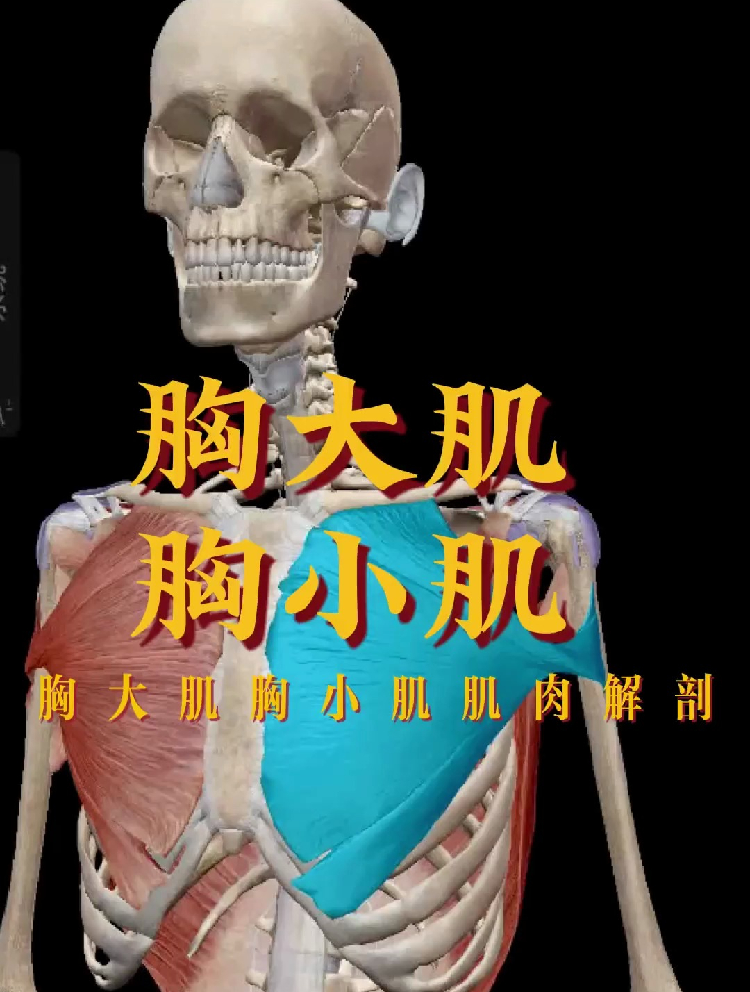 胸大肌胸小肌的结构讲解