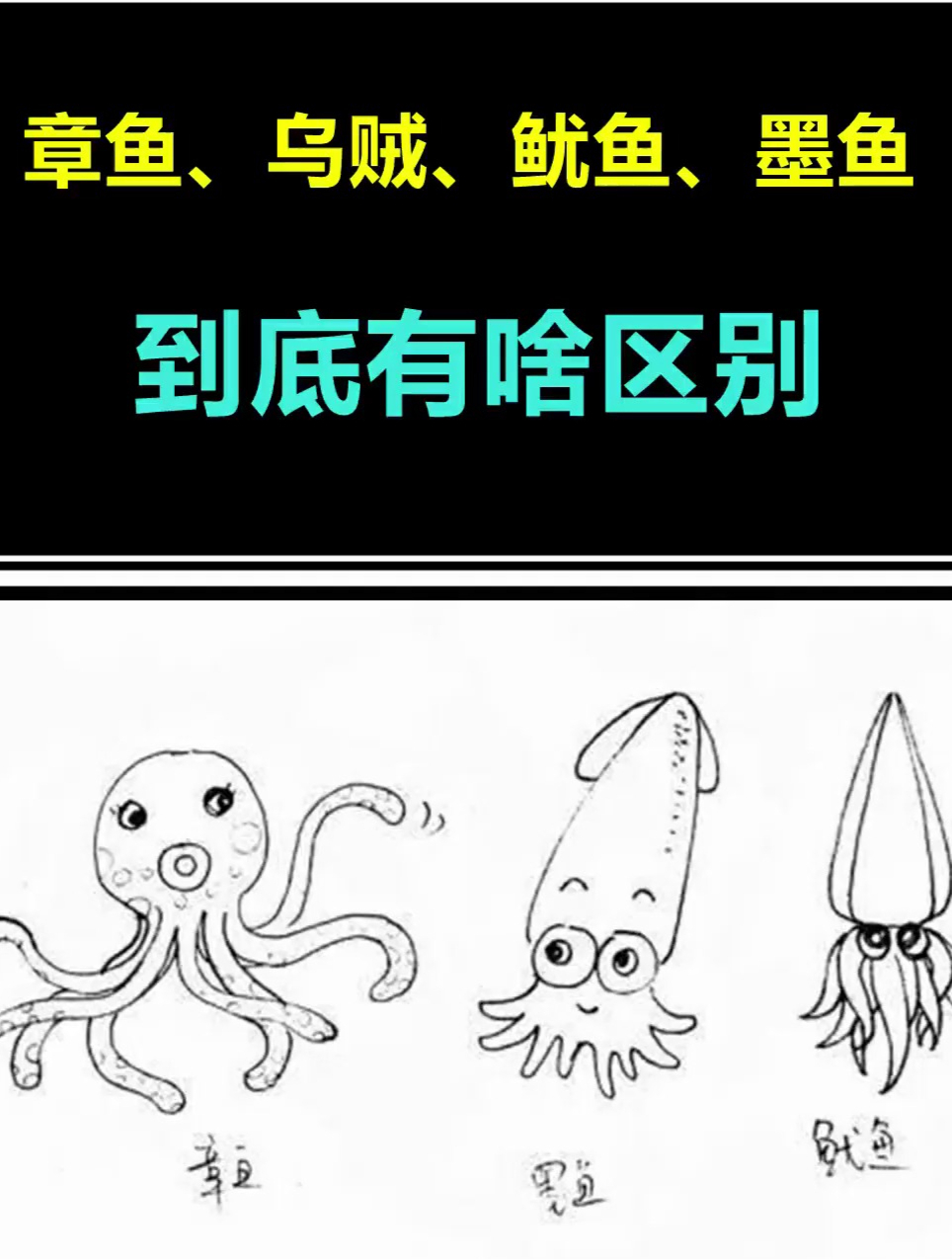 帮你解开多年疑惑,章鱼、乌贼、鱿鱼、墨鱼到底怎么区分?