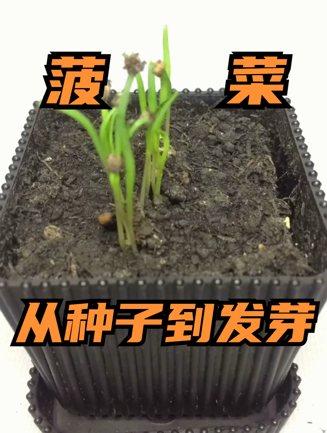 15秒带你看完菠菜从种子到发芽的生长过程,千万不要眨眼哦!