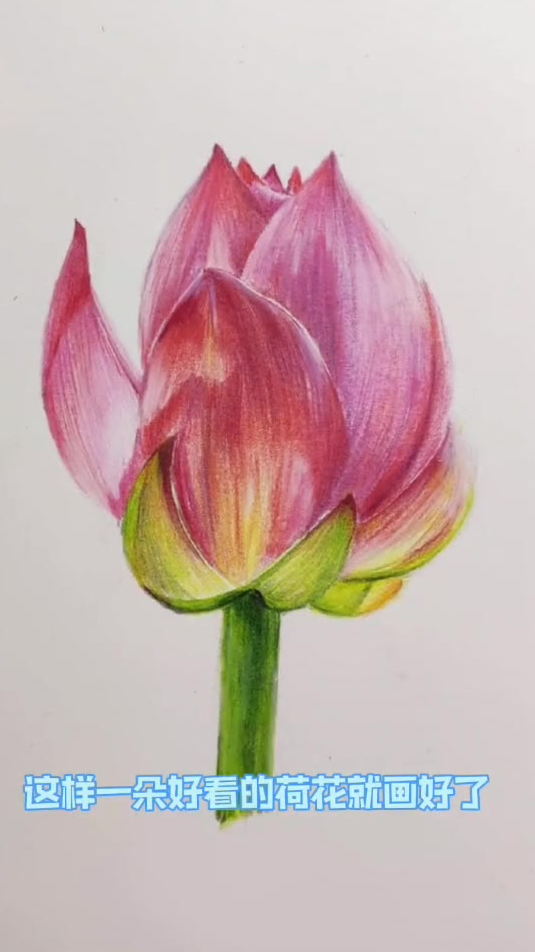 彩铅教学,荷花手绘来了