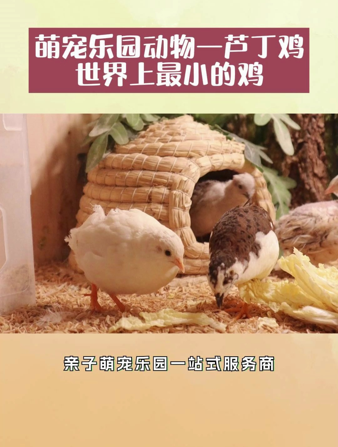 你见过最小的鸡长什么样子?