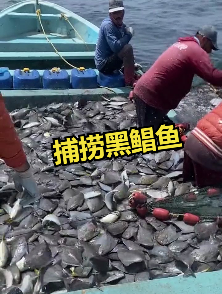 捕捞黑鲳鱼,一种黑不溜秋的鱼!