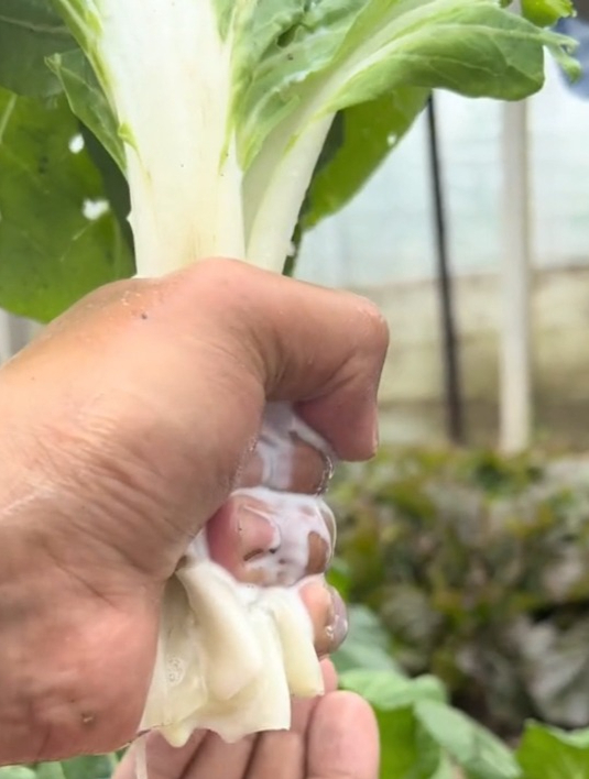 奶白菜脆甜多汁,生吃炒菜都好吃,口感特别嫩,25天就收获一茬!
