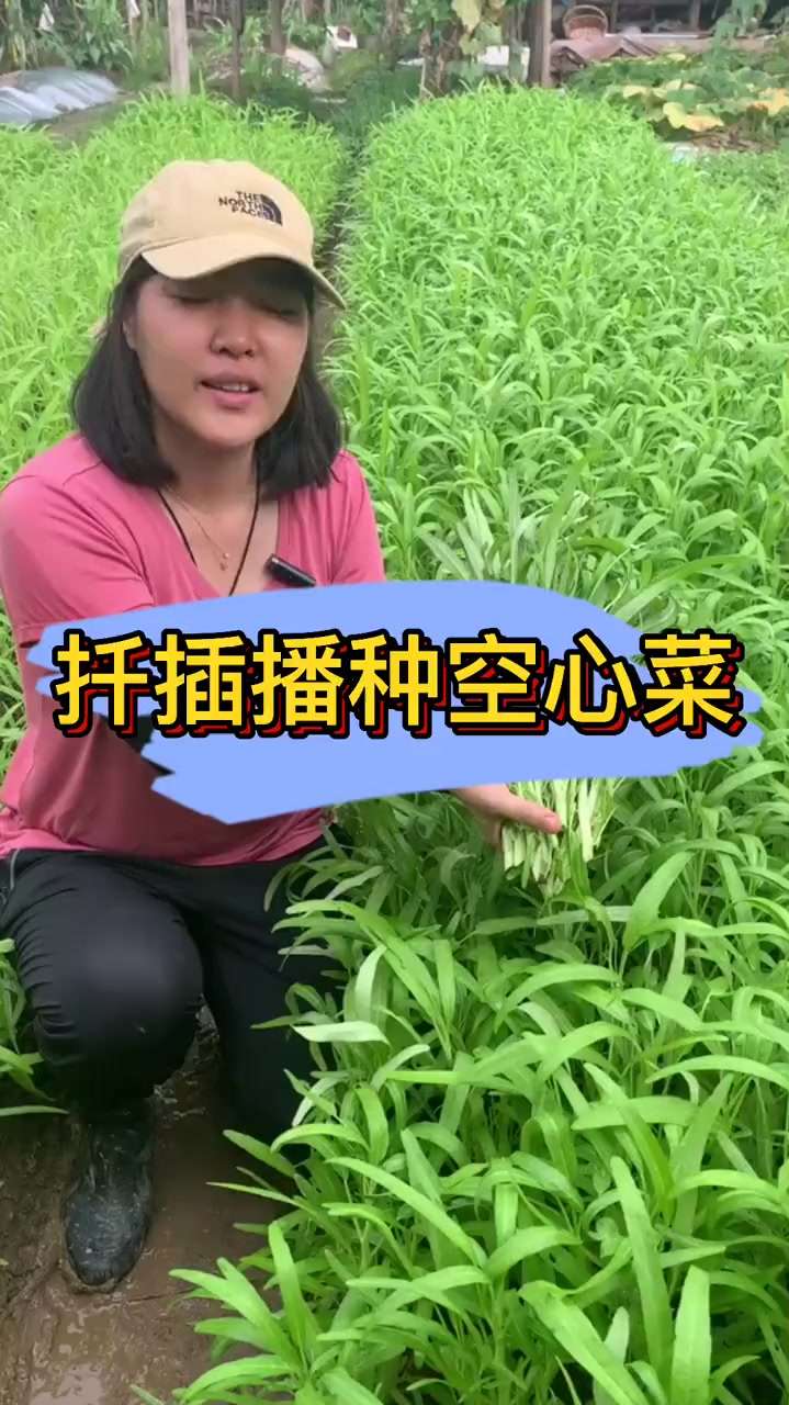 空心菜种植方法!