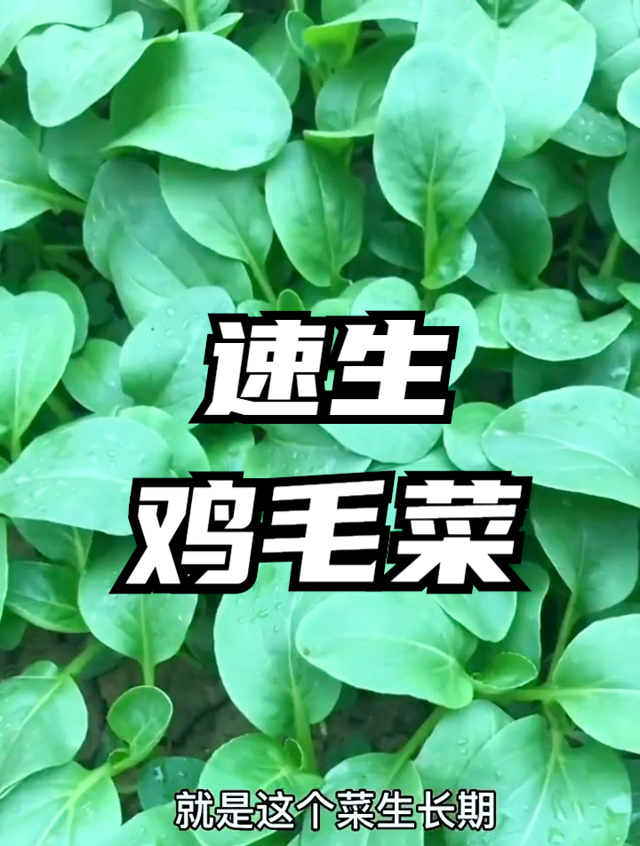鸡毛菜发芽快耐严寒,不挑环境不挑土,采收时间竟长达9个月