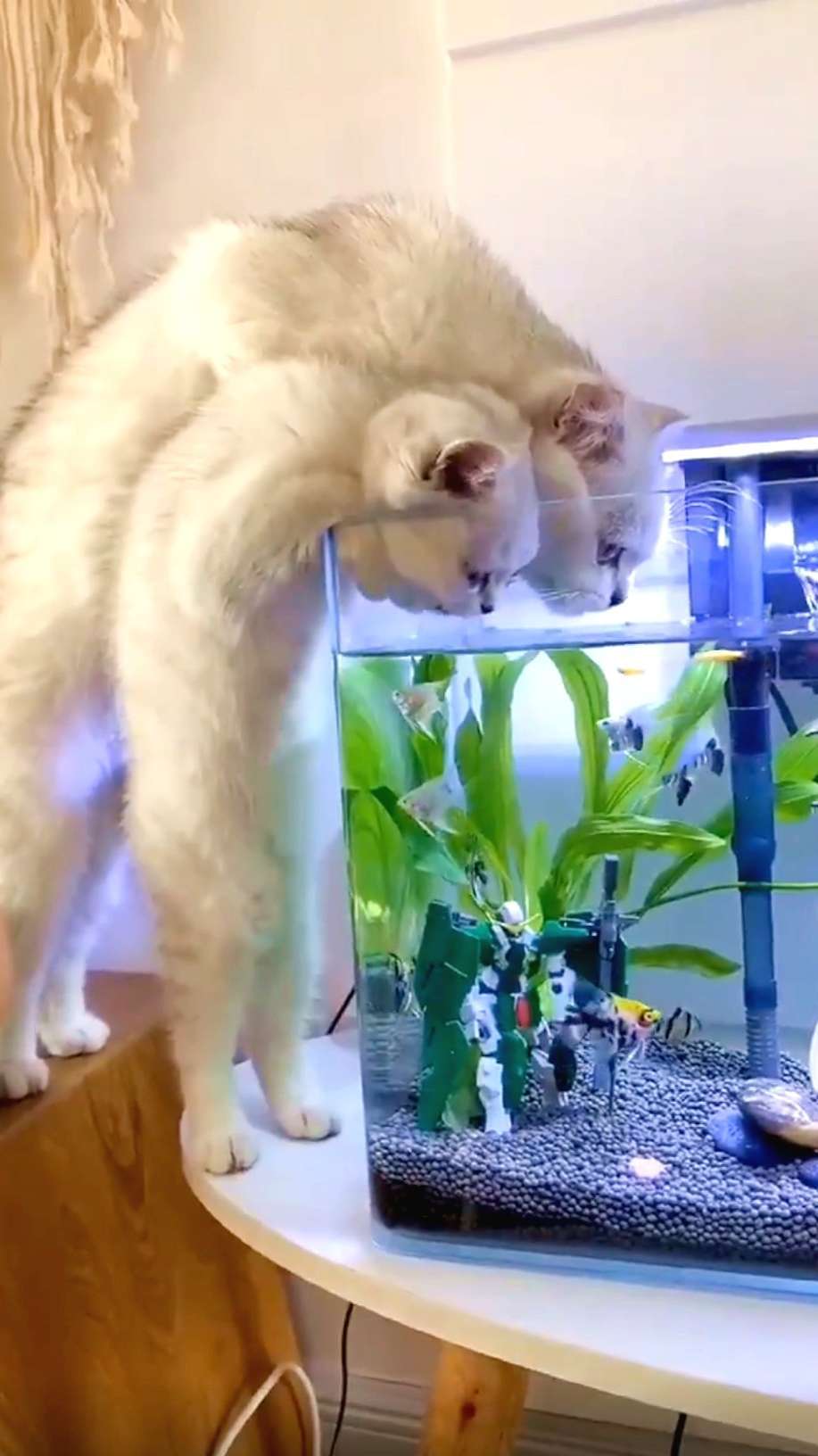 齐心协力把鱼缸的水喝掉,两只可爱的连体小猫猫想吃鱼了