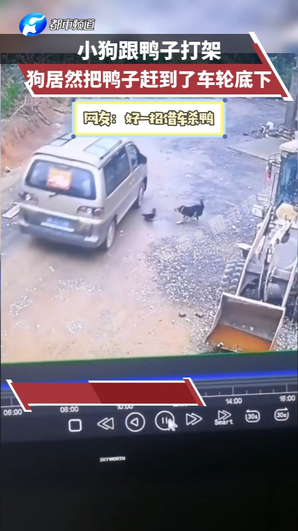 狗跟鸭子打架,狗居然把鸭子赶到了车轮底下!网友:好一招借车杀鸭