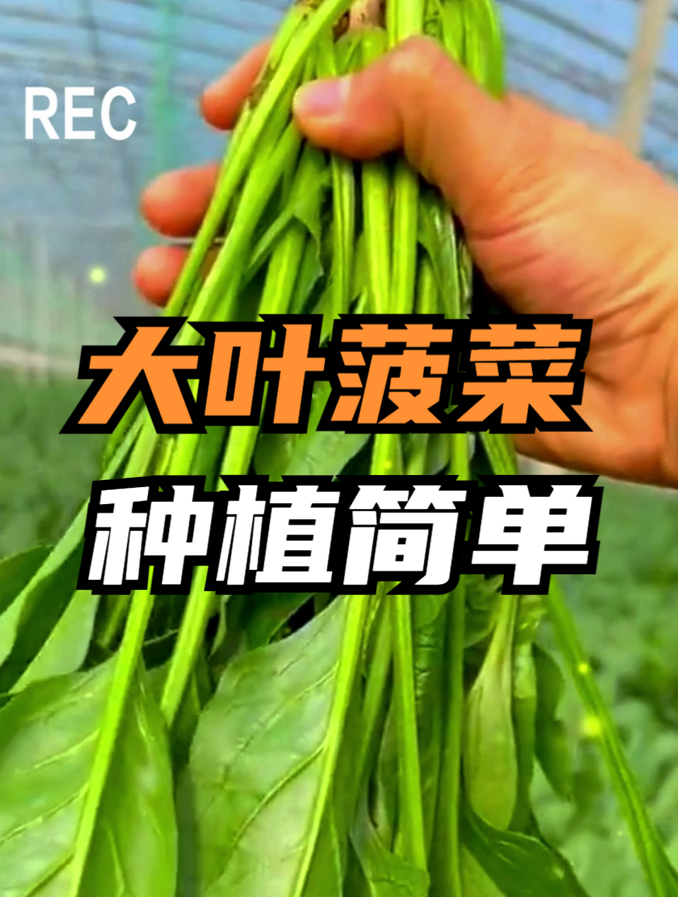 菠菜被誉为“蔬菜之王”,还分大叶和小叶?大叶菠菜营养成分多!