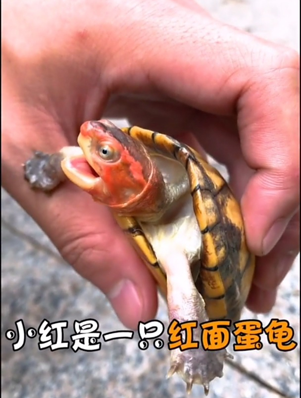 大家见过红头乌龟吗?这性格也太凶猛了!