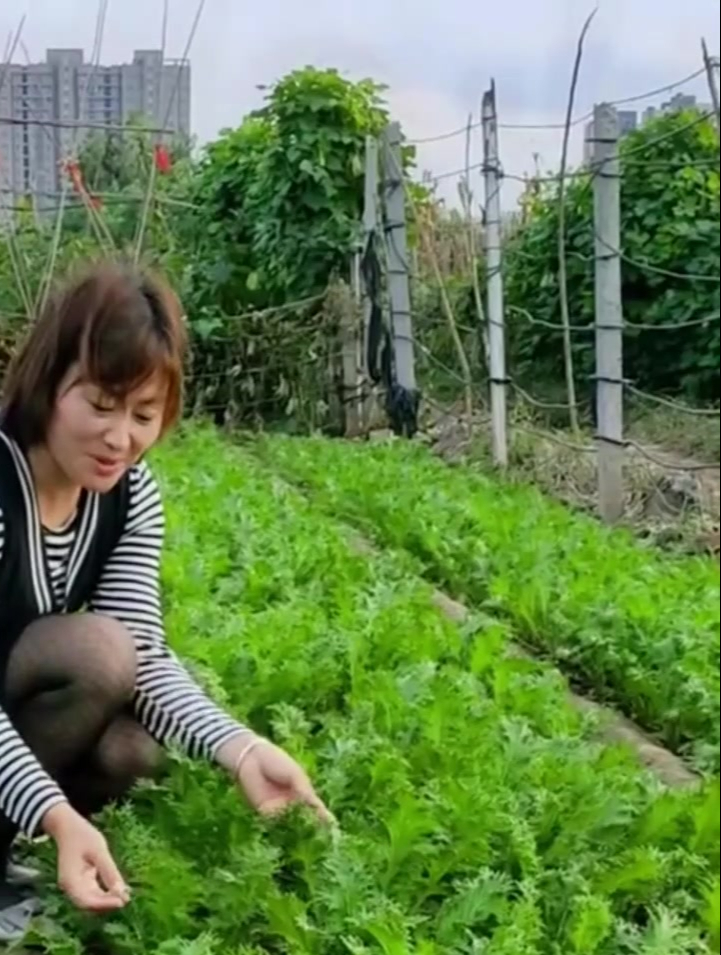 这“野菜”北方独有,南方少见,种一次整个冬天都不愁!