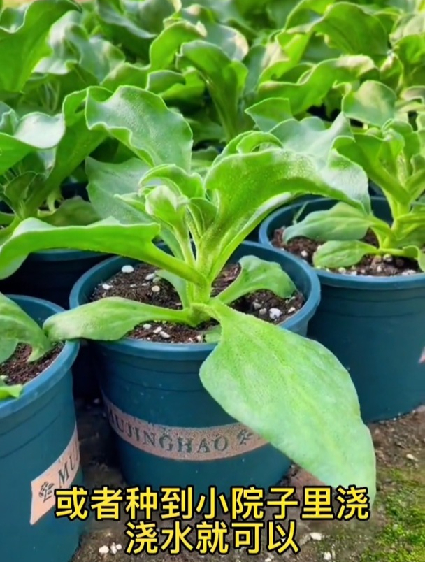 种冰菜,种子和苗移栽,你了解多少?