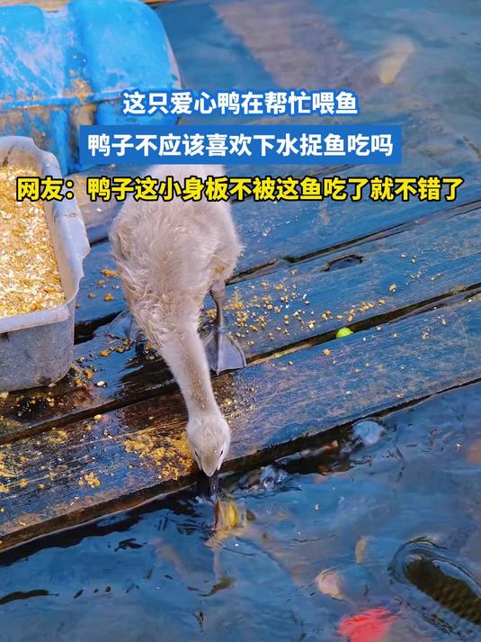 真是和谐的画面!鸭子帮鱼儿喂食!