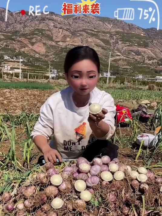 云南紫皮独头蒜炒菜特别香炒菜糖醋蒜腌腊八蒜都可以