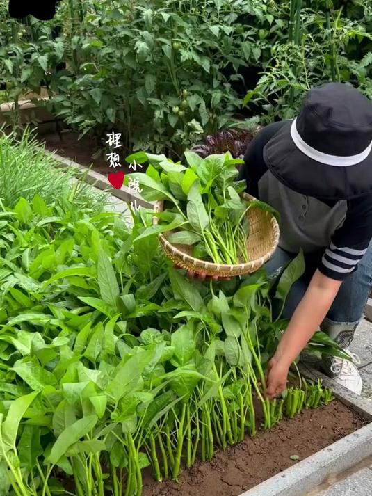 精选空心菜种子,好种又高产