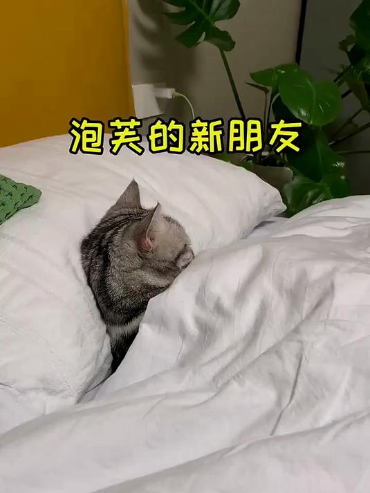 泡芙又有新的朋友了 还是没有逃过一顿喵喵拳