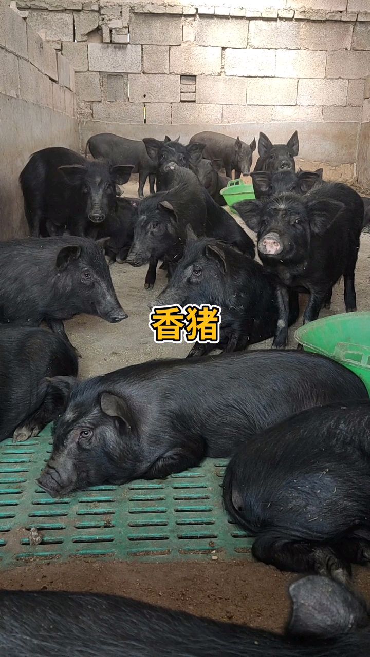 藏香猪,肉质紧实细腻香醇