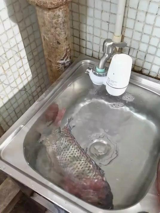 刮鱼鳞神器 不锈钢鱼鳞刨 鱼鳞刷 刮鱼鳞 鱼鳞刨刮器 杀鱼刀
