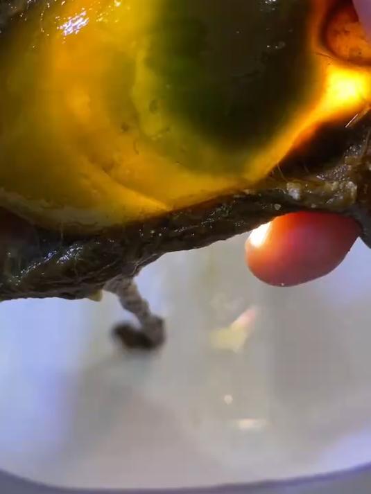 鲨鱼蛋 里面有木有小鲨鱼，你们看，大赫尽力